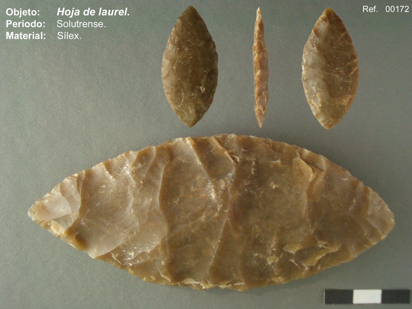 00172 Hoja de laurel